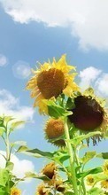 Lade kostenlos Hintergrundbilder Landschaft,Sonnenblumen,Pflanzen für Handy oder Tablet herunter.