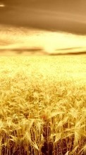 Lade kostenlos Hintergrundbilder Landschaft,Felder,Weizen für Handy oder Tablet herunter.
