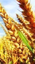 Pflanzen,Landschaft,Felder,Weizen für Samsung Galaxy S2