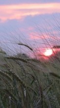 Lade kostenlos Hintergrundbilder Landschaft,Sunset,Felder,Weizen für Handy oder Tablet herunter.