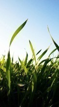 Lade kostenlos Hintergrundbilder Pflanzen,Landschaft,Grass,Felder,Sun für Handy oder Tablet herunter.
