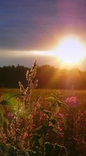 Lade kostenlos Hintergrundbilder Sun,Landschaft,Sunset,Felder für Handy oder Tablet herunter.