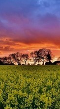 Landschaft,Felder,Sunset für HTC EVO 3D