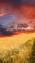 Lade kostenlos Hintergrundbilder Landschaft,Felder,Sunset für Handy oder Tablet herunter.