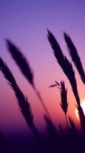 Lade kostenlos Hintergrundbilder Landschaft,Sunset,Sun,Weizen für Handy oder Tablet herunter.