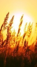 Lade kostenlos Hintergrundbilder Landschaft,Weizen,Sunset für Handy oder Tablet herunter.