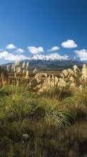 Pflanzen,Landschaft,Grass für HTC Desire VT