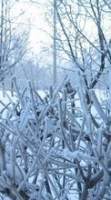 Lade kostenlos Hintergrundbilder Landschaft,Winterreifen,Schnee,Bush für Handy oder Tablet herunter.