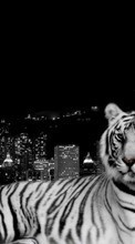 Lade kostenlos Hintergrundbilder Landschaft,Tigers,Tiere für Handy oder Tablet herunter.