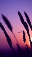 Lade kostenlos Hintergrundbilder Landschaft,Sunset,Grass für Handy oder Tablet herunter.