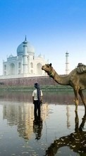 Tiere,Landschaft,Wasser,Kamele für Samsung Galaxy S Plus