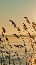 Landschaft,Wasser,Sunset,Weizen für HTC One XL