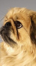 Lade kostenlos Hintergrundbilder Tiere,Hunde,Pekingese für Handy oder Tablet herunter.