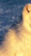 Lade kostenlos Hintergrundbilder Tiere,Polarfüchse für Handy oder Tablet herunter.