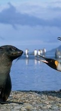 Lade kostenlos Hintergrundbilder Pinguins,Vögel,Seals,Tiere für Handy oder Tablet herunter.