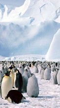 Lade kostenlos Hintergrundbilder Pinguins,Vögel,Tiere für Handy oder Tablet herunter.