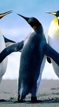 Pinguins,Vögel,Tiere für Samsung Galaxy J3