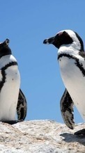 Lade kostenlos Hintergrundbilder Tiere,Vögel,Pinguins für Handy oder Tablet herunter.