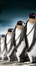 Lade kostenlos Hintergrundbilder Pinguins,Bilder,Tiere für Handy oder Tablet herunter.