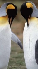 Lade kostenlos Hintergrundbilder Tiere,Pinguins für Handy oder Tablet herunter.