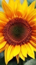 Lade kostenlos Hintergrundbilder Pflanzen,Blumen,Sonnenblumen für Handy oder Tablet herunter.