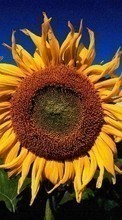 Lade kostenlos Hintergrundbilder Pflanzen,Sonnenblumen für Handy oder Tablet herunter.