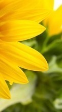 Sonnenblumen,Pflanzen für HTC Desire 816