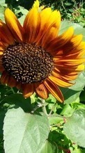Lade kostenlos Hintergrundbilder Sonnenblumen,Pflanzen für Handy oder Tablet herunter.