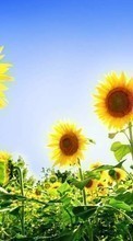 Lade kostenlos Hintergrundbilder Sonnenblumen,Pflanzen für Handy oder Tablet herunter.