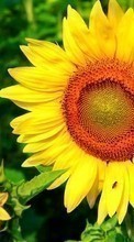 Sonnenblumen,Pflanzen für Sony Ericsson Cedar