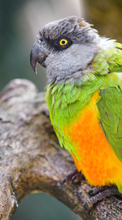 Lade kostenlos Hintergrundbilder Papageien für Handy oder Tablet herunter.