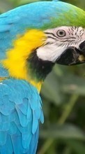 Tiere,Vögel,Papageien für Samsung Galaxy Grand Max