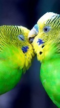 Tiere,Vögel,Papageien für Sony Xperia Z3