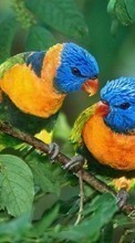 Tiere,Vögel,Papageien für LG G Pad 7.0 V400