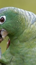 Lade kostenlos Hintergrundbilder Tiere,Vögel,Papageien für Handy oder Tablet herunter.