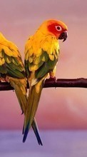 Tiere,Vögel,Papageien für HTC Tattoo