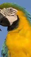 Papageien,Vögel,Tiere für Nokia Asha 501