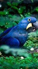Lade kostenlos Hintergrundbilder Papageien,Vögel,Tiere für Handy oder Tablet herunter.