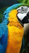 Papageien,Vögel,Tiere für Sony Xperia Tipo ST21i