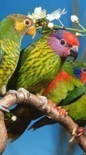Papageien,Vögel,Tiere für Samsung Galaxy Mini S5570