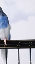Papageien,Vögel,Tiere für Samsung Monte S5620