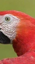 Lade kostenlos 1024x600 Hintergrundbilder Tiere,Vögel,Papageien für Handy oder Tablet herunter.