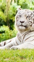 Lade kostenlos Hintergrundbilder Tiere,Natur,Tigers für Handy oder Tablet herunter.
