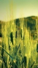 Lade kostenlos Hintergrundbilder Pflanzen,Weizen für Handy oder Tablet herunter.