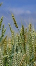Weizen,Pflanzen für LG Optimus L4 2 E440