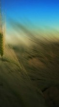 Lade kostenlos Hintergrundbilder Weizen,Pflanzen für Handy oder Tablet herunter.