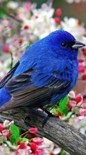 Lade kostenlos Hintergrundbilder Tiere,Blumen,Vögel für Handy oder Tablet herunter.