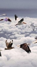 Lade kostenlos Hintergrundbilder Vögel,Bilder,Tiere für Handy oder Tablet herunter.