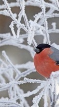 Lade kostenlos Hintergrundbilder Tiere,Vögel,Schnee für Handy oder Tablet herunter.