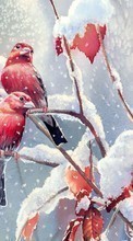 Lade kostenlos 320x480 Hintergrundbilder Tiere,Winterreifen,Vögel,Schnee,Bilder für Handy oder Tablet herunter.